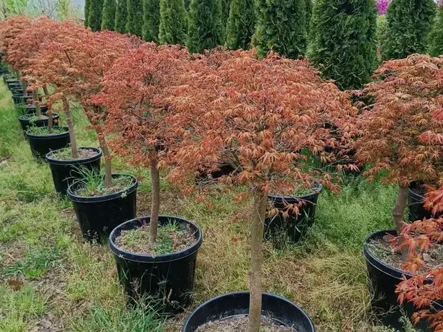 Красный Клён, Душанбе