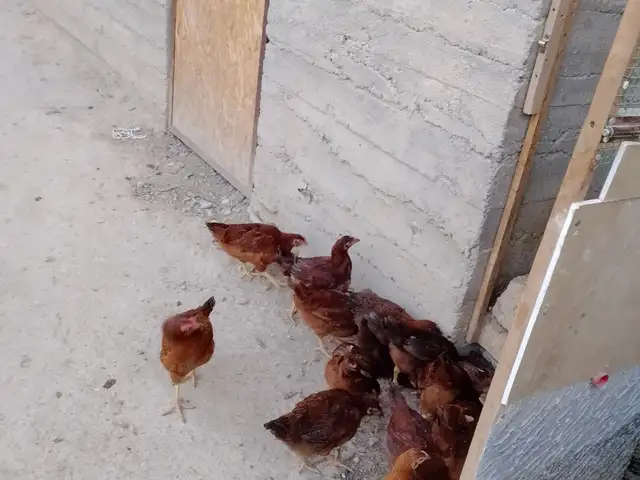 Чучахои Ломан, Панҷакент