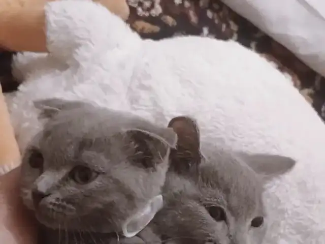Шотландская кошка, Душанбе