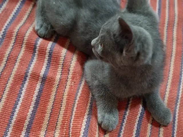 Шатланская кошка, Хуҷанд