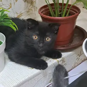 Вислаухая кошка три месяца в хороший руки, Душанбе