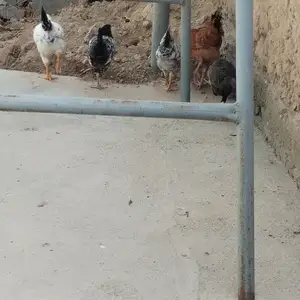 Чучахо, Турсунзаде