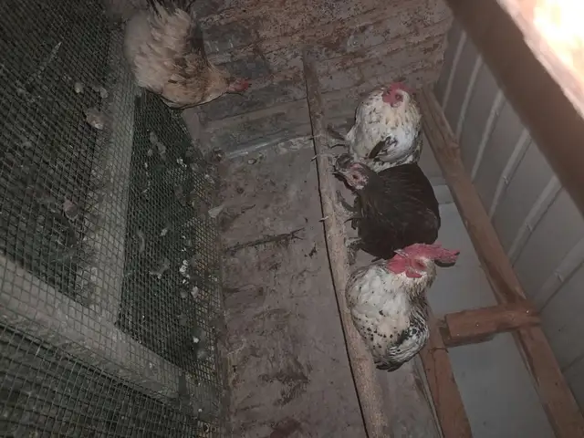 Мурги Японча, Душанбе