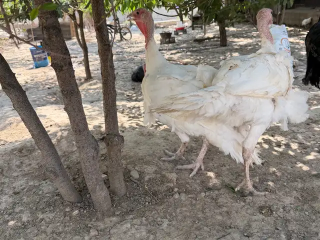 Индюк, Душанбе