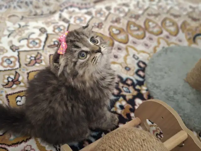Шотландская вислоухая кошечка, Хуҷанд