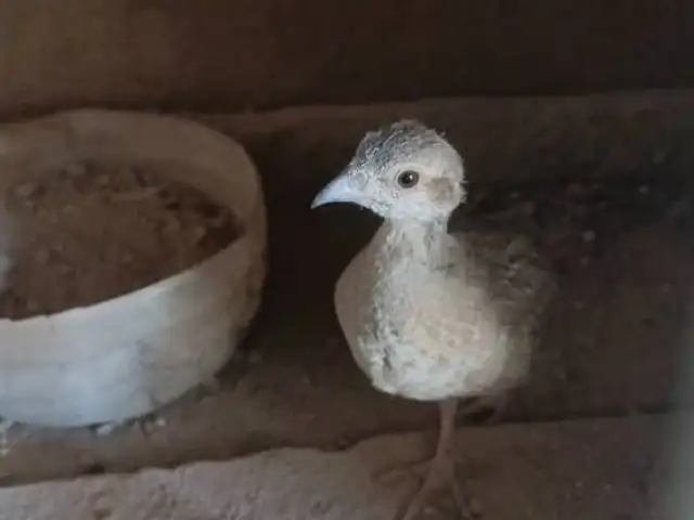 Кабк, Рӯдакӣ