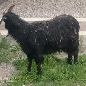Буз, Душанбе