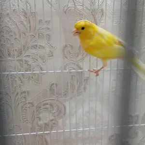 Канарейка, Душанбе