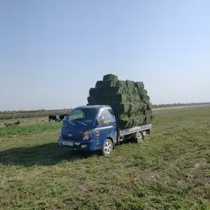 Пресси рушка, Фархор