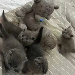 Шотландские вислоухие котята, Душанбе
