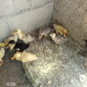 Чуча Мургоби, Вахдат