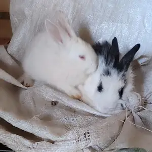Заргушча, Душанбе
