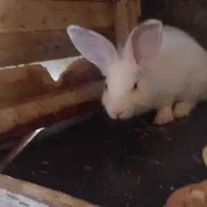 Харгушои точики, Душанбе