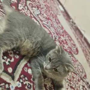 Шотландская кошка, Худжанд