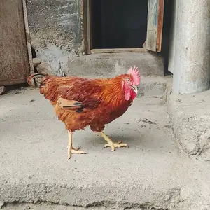 Хурус, Худжанд
