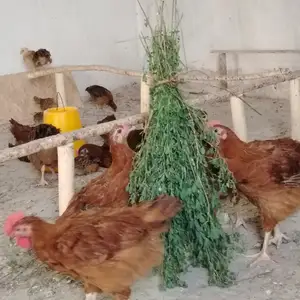 Чучаи Ломан Браун Корейский, Джайхун (Кумсангир)
