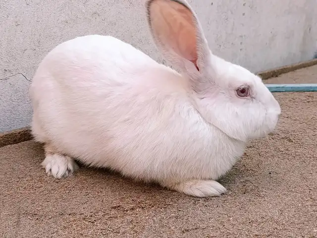 Харгуш, Хуҷанд