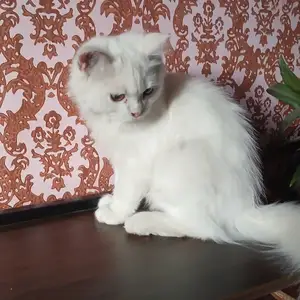 Шотландские котята, Душанбе