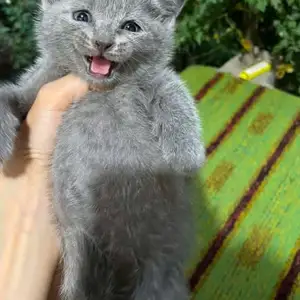 Британский кот, Душанбе