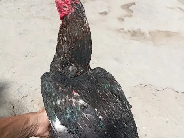 Даканг, Исфара