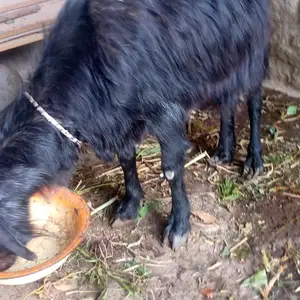 Буз, Вахдат