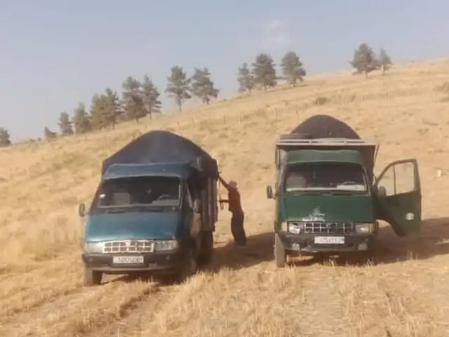 Кахи гандуми, Душанбе