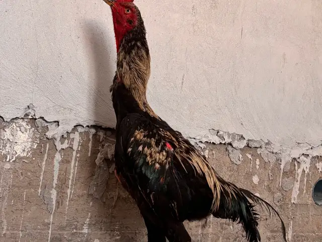 Дакан, Конибодом