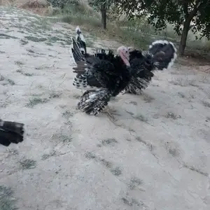 Индюк, Душанбе