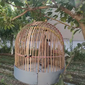 Кабки нар, Хуҷанд