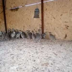 Кабкхо, Душанбе