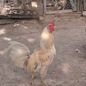 Хурус, Душанбе