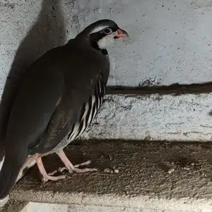 Кабг, Душанбе