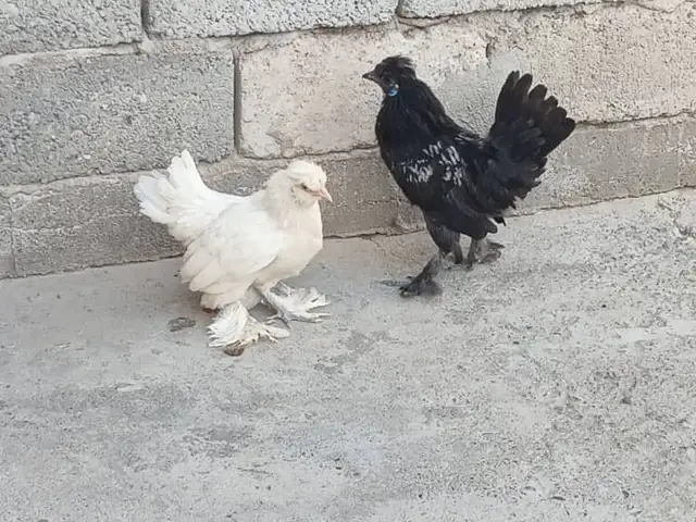 Мурги Японча пара, Душанбе
