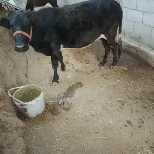 Гови дучон, Турсунзаде