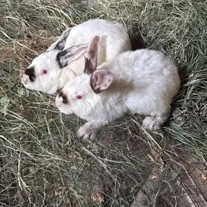 Кролики калифорнийский, Худжанд