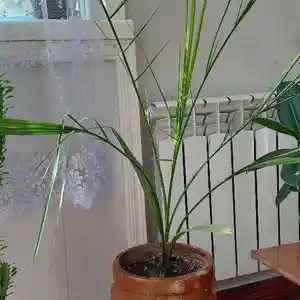 Пальма комнатная, Душанбе