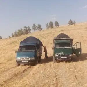 Кахи гандуми, Душанбе