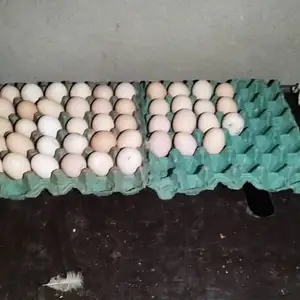 Тухми Рябушка, Душанбе