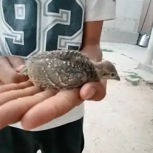 Чуча кабкхои дулан, Душанбе