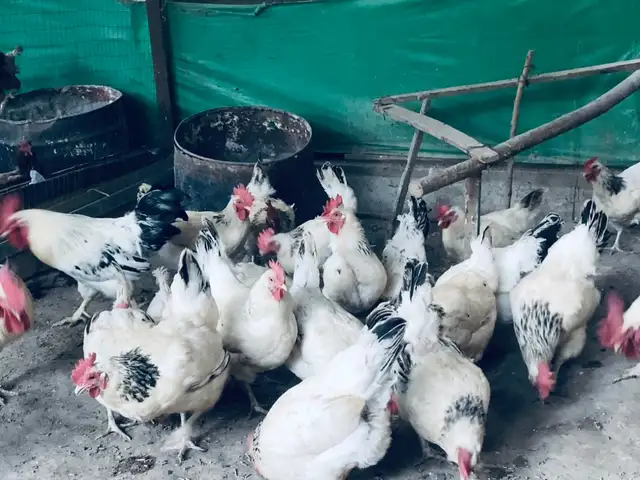 Мурги Рябушка расиски тухмкун, Абдурахмони Джоми