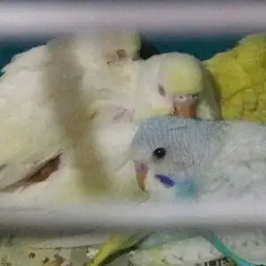Попугай, Душанбе
