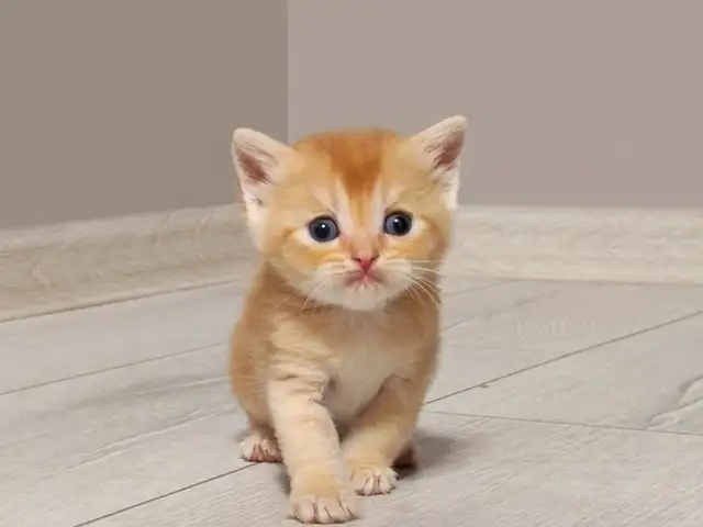 Шотландские котята, Душанбе - 6
