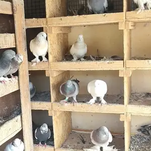 Кафтар, Душанбе