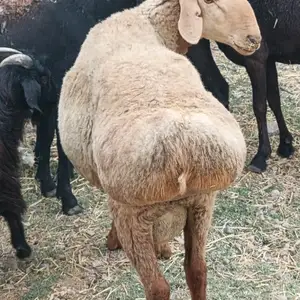 Гусфанд, Душанбе