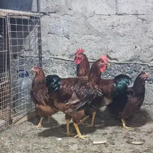 Мург, Хуҷанд