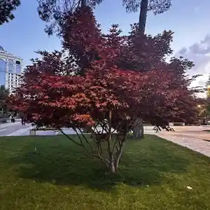 Красный Клён, Душанбе