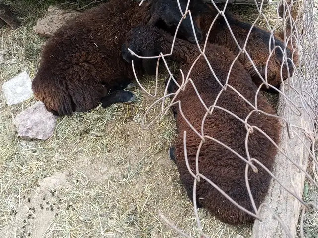 Кушкор, Файзабад