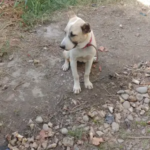 Алабай, Турсунзаде