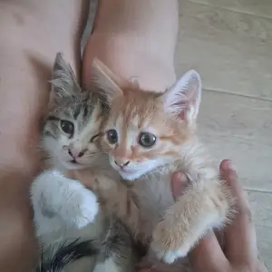 Котята в добрые руки, Бустон (Чкаловск)