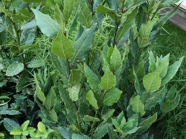 Лавровый лист, Худжанд